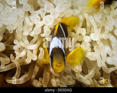 Mar Rosso Clownfish o Twoband Anemonefish (Amphiprion bicinctus), Mangrove bay, Mar Rosso, Egitto, Africa Foto Stock