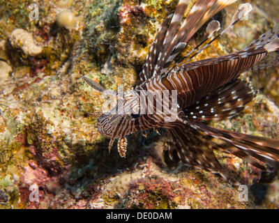 Leone comune o del Diavolo Firefish (Pterois miles), Mangrove bay, Mar Rosso, Egitto, Africa Foto Stock