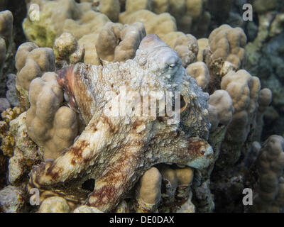 Reef Polpo (Octopus cyaneus), Mangrove bay, Mar Rosso, Egitto, Africa Foto Stock