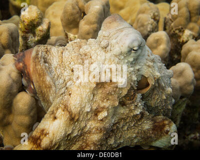 Reef Polpo (Octopus cyaneus), Mangrove bay, Mar Rosso, Egitto, Africa Foto Stock