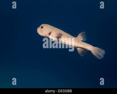 Spot-fin Porcupinefish (Diodon hystrix), Mangrove bay, Mar Rosso, Egitto, Africa Foto Stock