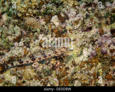 Sabbia (Lizardfish Synodus dermatogenys), Mangrove bay, Mar Rosso, Egitto, Africa Foto Stock
