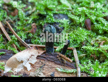 Holwaya mucida fungo Foto Stock