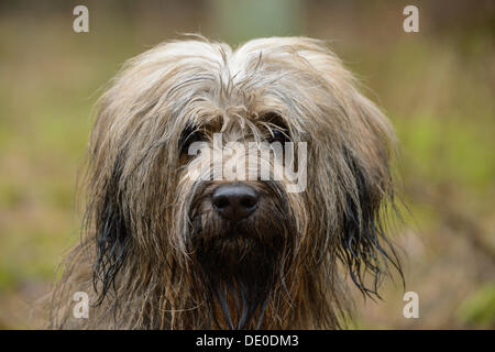 Gos d'atura Català o catalano Sheepdog, ritratto, Naherholungsgebiet Warwer sabbia, Stuhr, Bassa Sassonia, Germania Foto Stock