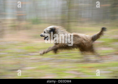 Gos d'atura Català o catalano Sheepdog, correndo attraverso una foresta, motion blur, Naherholungsgebiet Warwer sabbia, Stuhr Foto Stock