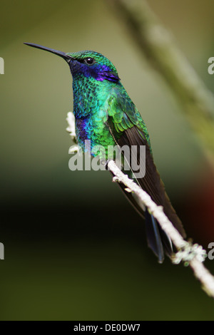 Vini spumanti Violetear - Colibri coruscans Foto Stock