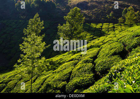 Bella la luce del mattino risplende in una valle a Munnar piantagioni di tè, Kerela, India del Sud Foto Stock