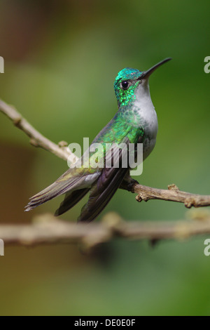 Smeraldo andina - Amazilia franciae Foto Stock