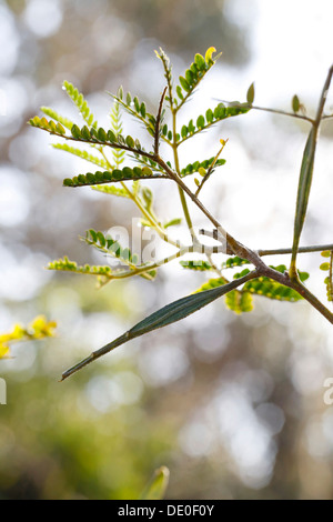 Endemico Koa tree (Acacia koa) con un picciolo, il picciolo di una foglia, il fissaggio della lama al gambo, Parco Nazionale dei Vulcani delle Hawaii Foto Stock