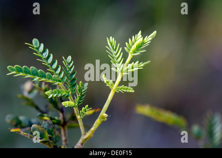 Foglie giovani di Koa tree (Acacia koa), grande isola, Hawaii, STATI UNITI D'AMERICA Foto Stock