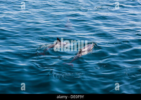 A lungo becco delfini comuni (Delphinus capensis), osservazione dei delfini, di mare aperto, Oceano Atlantico, Lagos, Algarve, Portogallo, Europa Foto Stock