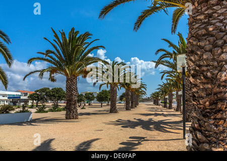 Palme da dattero (Phoenix sp.), Jardim de Sagres, Sagres Algarve, Europa Foto Stock
