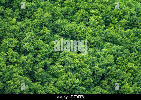Verdi alberi sullo sfondo Foto Stock