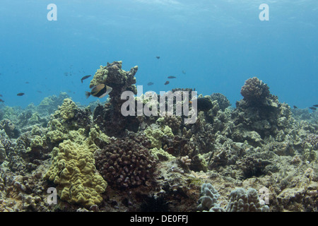 Reef, rettangolare o cuneo-coda di pesci balestra, conosciuto anche con il nome Hawaiiano Humuhumunukunuku&#257;puaa (Rhinecanthus Foto Stock