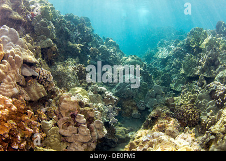 Reef tropicali con una ricoperta di canale di lava, Wailea Beach, Maui, Hawaii, STATI UNITI D'AMERICA Foto Stock