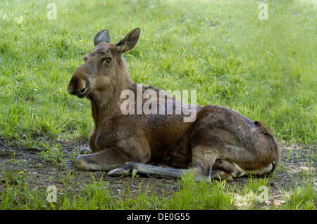 Alci (Alces alces) mucca sdraiati sull'erba, Zoo di Hellabrunn, Monaco di Baviera, Germania Foto Stock