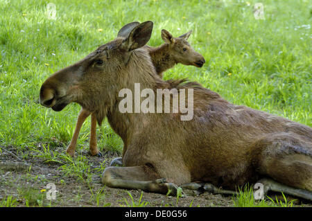 Alci (Alces alces) mucca con un vitello sdraiati sull'erba, Zoo di Hellabrunn, Monaco di Baviera, Germania Foto Stock