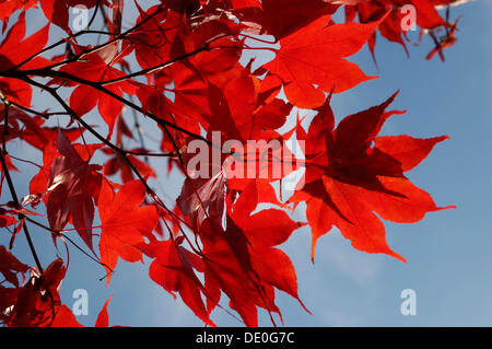 Roverella Acero giapponese o acero Fullmoon (Acer japonicum) rosso con colorazione autunnale Foto Stock