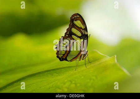 Malachite (Siproeta stelenes) Foto Stock