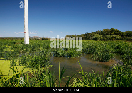 Campo di riso, la coltivazione del riso vicino a Pals, bassi d'en coll, Catalogna, Spagna, Europa Foto Stock