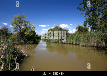 Irrigato campo di riso, la coltivazione del riso vicino a Pals, bassi d'en coll, Catalogna, Spagna, Europa Foto Stock