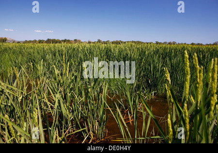 Spighe di riso, riso paddy, la coltivazione del riso vicino a Pals, bassi d'en coll, Catalogna, Spagna, Europa Foto Stock