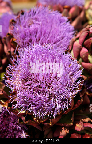 Carciofo di fioritura di cardi, cardones (Cynara cardunculus), Île d'oléron island, poitou-regione delle Charentes Foto Stock