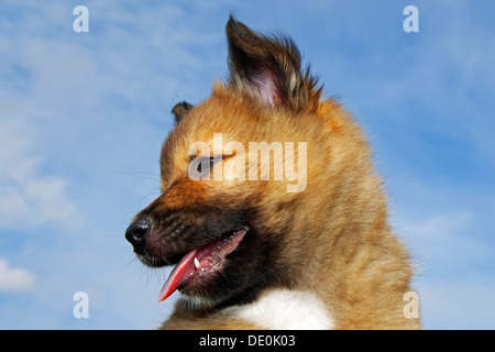 Cucciolo, islandese Sheepdog (Canis lupus familiaris) Foto Stock