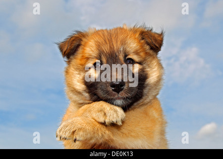 Cucciolo, islandese Sheepdog (Canis lupus familiaris) Foto Stock