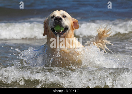 Il Golden Retriever cane (Canis lupus familiaris), maschio, due anni, recuperando la sfera dall'acqua, cane domestico Foto Stock