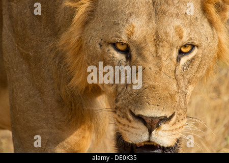 Lion [Panthera leo], Samburu National Park, il Kenya. Foto Stock