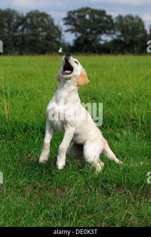 Golden Retriever (Canis lupus familiaris) cucciolo, tre mesi cercando di catturare un volare giù su un prato Foto Stock
