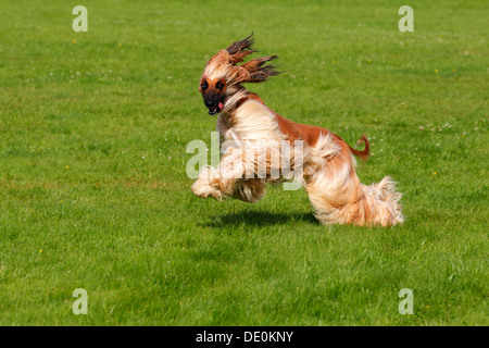 Afghan hound dog (Canis lupus familiaris), maschio, sighthound razza Foto Stock