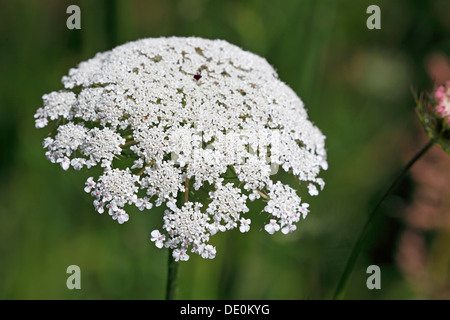 Fioritura selvatica carota (Daucus carota ssp. carota), ombrella testa di fiori, infiorescenza Foto Stock