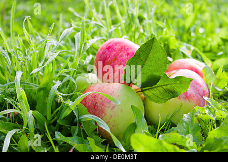 Red mature mele succose giacciono su un prato verde Foto Stock