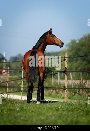 Holsteiner cavallo, bay castrazione, vista posteriore, in piedi su un prato Foto Stock