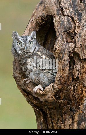 Eastern Grey Screech Owl (Megascope asio), in den, Eastern North America, by Skip Moody/Dembinsky Photo Assoc Foto Stock