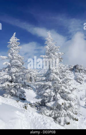 Coperte di neve abeti rossi su un crinale montuoso, Wendelstein montagne, Bavaria Foto Stock