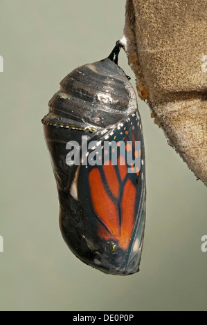 Farfalla monarca Danaus plexippus crisalide attorno ad emergere, USA orientale, da saltare Moody/Dembinsky Foto Assoc Foto Stock