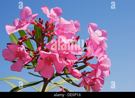 Oleandro Rosa (Nerium oleander) blossoms Foto Stock
