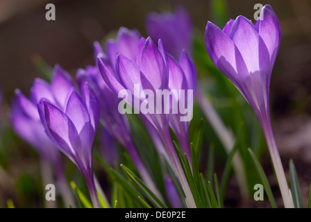 Crochi viola (Crocus sativa, ssp.) Foto Stock