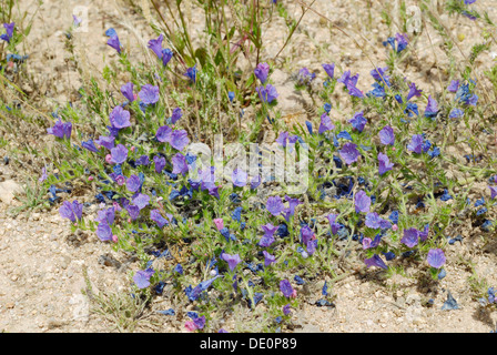 Fioritura blu Echium (Echium angustifolium) Foto Stock