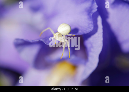 Bianco ragno granchio (Thomisidae) su blu fiore Iris (Iris barbata sp.) Foto Stock