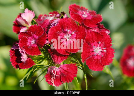 Dianthus, dolce William (Dianthus barbatus), fiori rossi Foto Stock