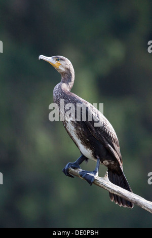 Cormorano (phalacrocorax carbo) fuldabrueck vicino a Kassel, Nord Hesse, Hesse Foto Stock