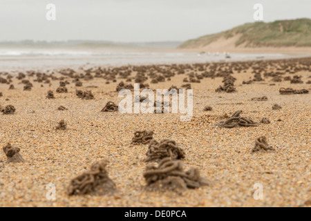 Lugworm o Sandworm Arenicola (marina) getti sulla spiaggia di Northumberland, England, Regno Unito, Europa Foto Stock