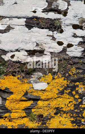 I licheni crescono sulle rocce, Cork, Irlanda, Europa Foto Stock