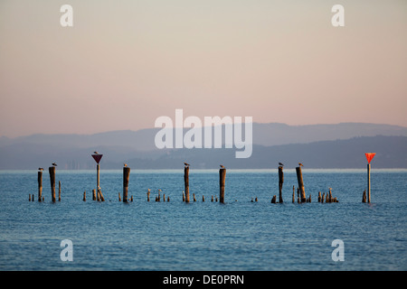 La mattina presto umore nel porto di Guettingen, Lago di Costanza, Svizzera, Europa, PublicGround Foto Stock