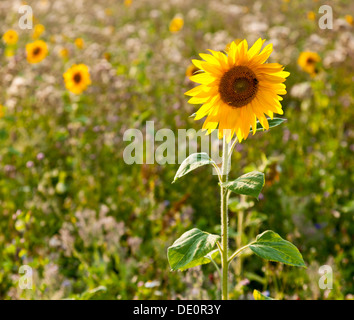 Girasole (Helianthus annuus) sul bordo di un campo Foto Stock