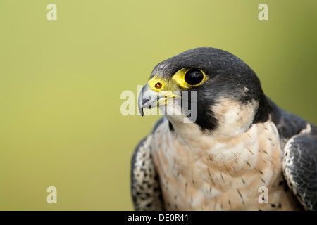 Close up di un maschio di falco pellegrino, falco peregrinus. Captive Bird. Foto Stock